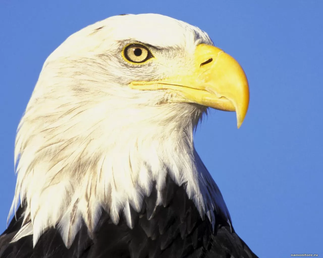 Head of the White-headed sea eagle, birds, white-headed sea eagle x ...