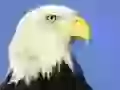 Head of the White-headed sea eagle