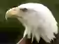 Head of the White-headed sea eagle