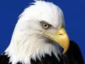 Head of an eagle