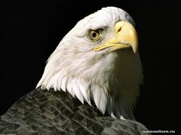 Close up a head of an eagle, Orels