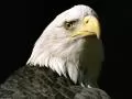 Close up a head of an eagle