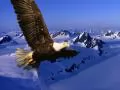 Flight of the White-headed sea eagle over mountains