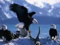 Flight of sea eagles