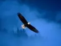 In skies