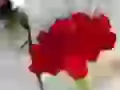 Scarlet carnation