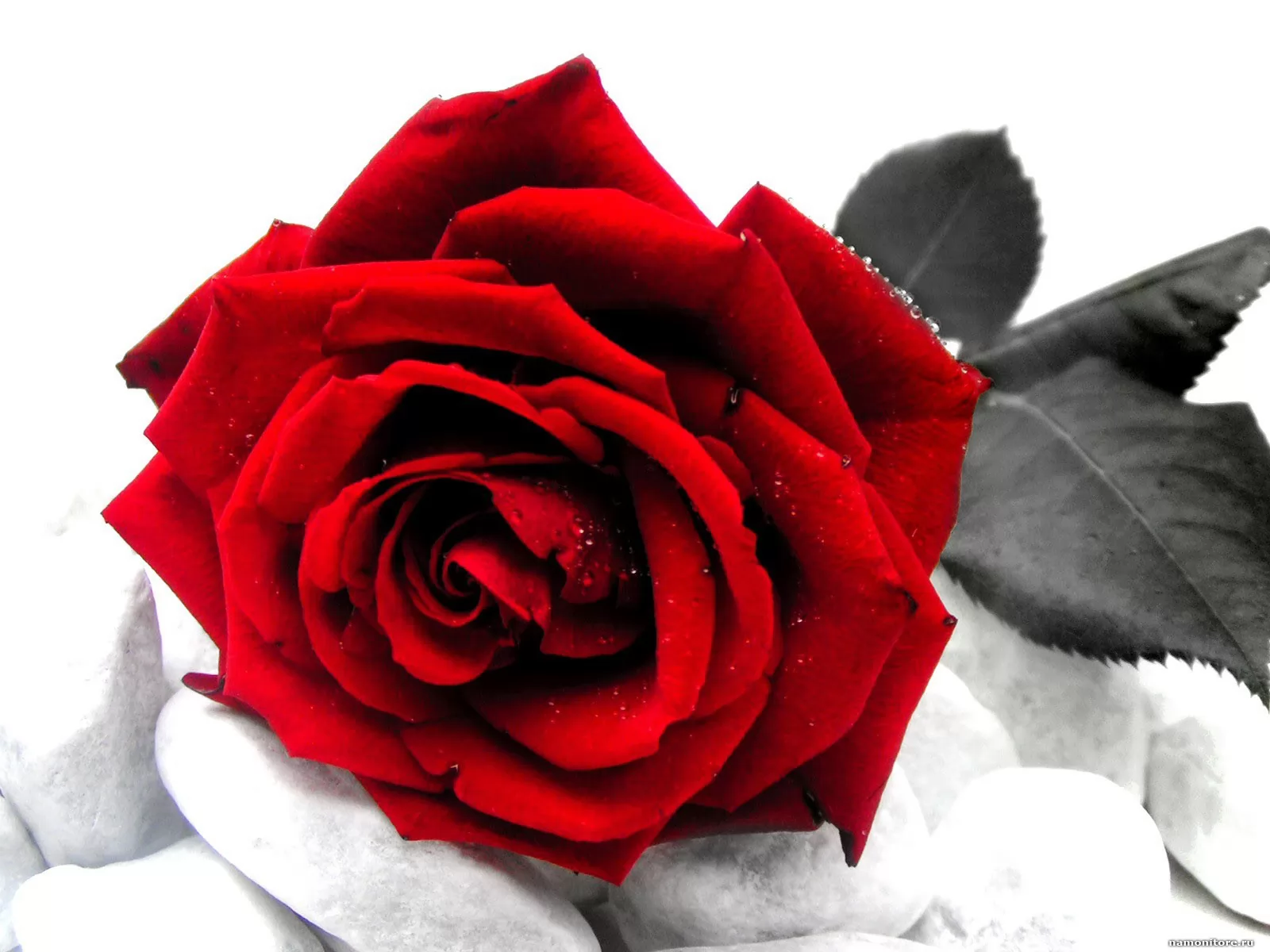 Красная роза набор