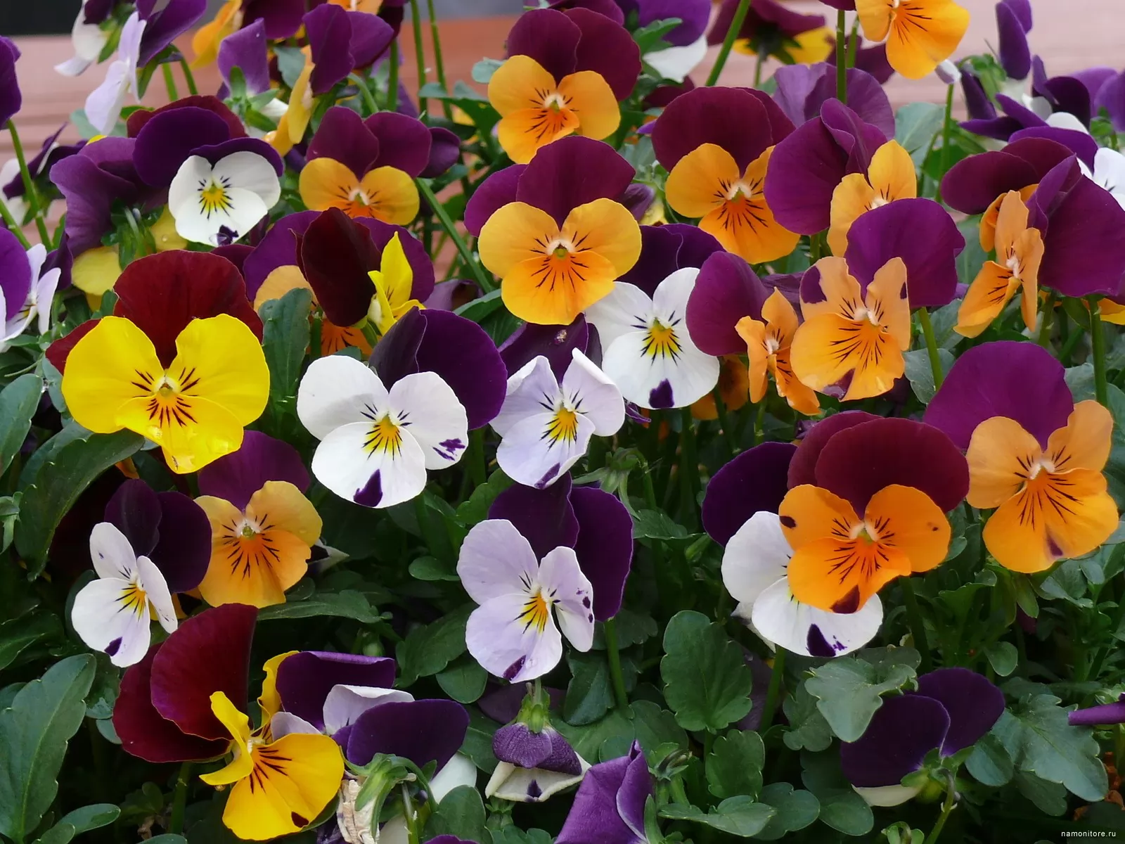 Flowers x. Анютины глазки, Виола трехцветная. Фиалка трехцветная Viola Tricolor. Фиалка рогатая Эдмаер макси. Фиалка трехцветная (Виола Триколор).