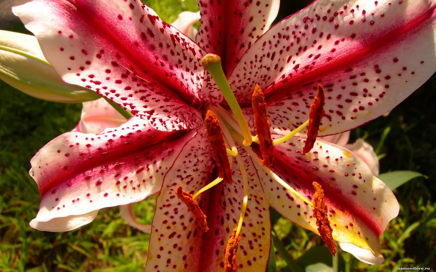 Asian Lily, ,  