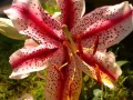 open picture: «Asian Lily»