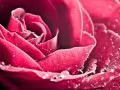 open picture: «Velvet rose»