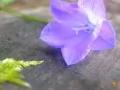 open picture: «Beautiful purple flower»