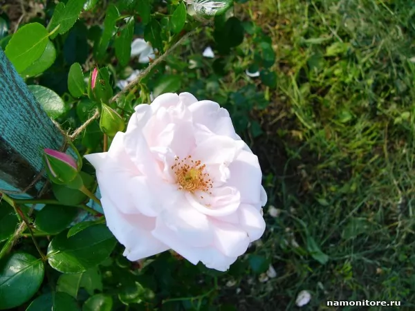 White rose, Flowers