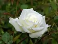 open picture: «White rose»