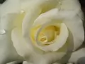 open picture: «White rose»