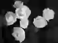 White on dark