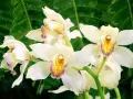 обои для рабочего стола: «Белые орхидеи»