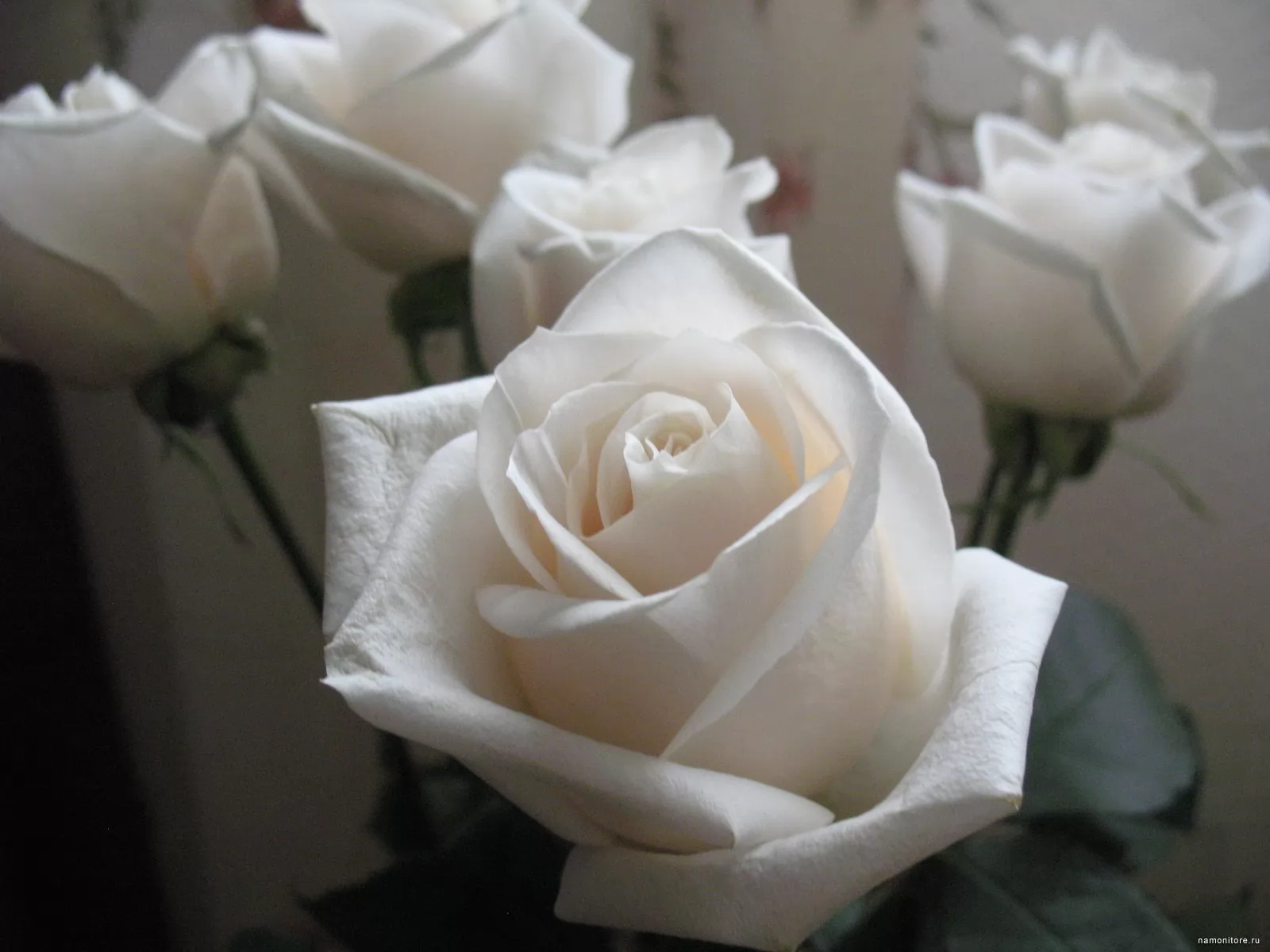 Белые розы на сером