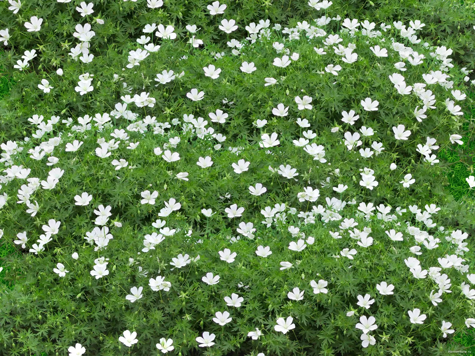 трава с белыми цветами фото