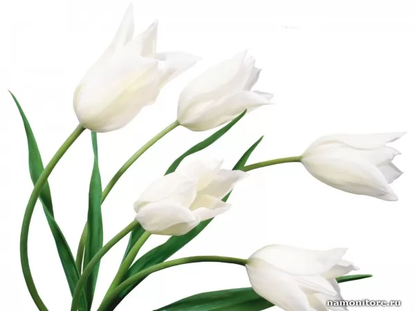 Белые тюльпаны, Цветы