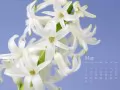 open picture: «White hyacinth»