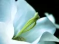 open picture: «White flower»