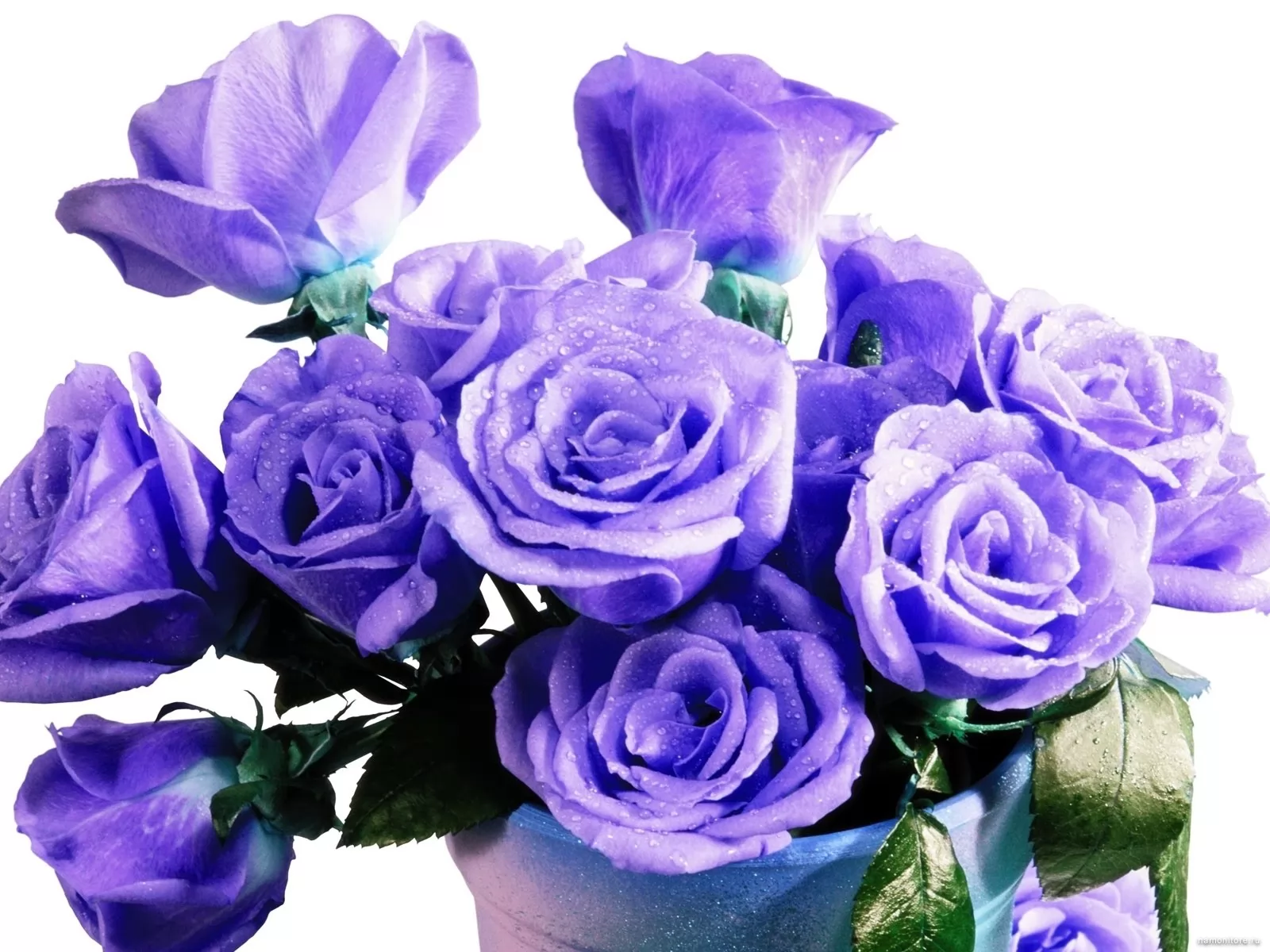 Белые розы фиолетовый. Фиолетовые розы. Фиолетовые розы букет. Сиреневые розы букет.