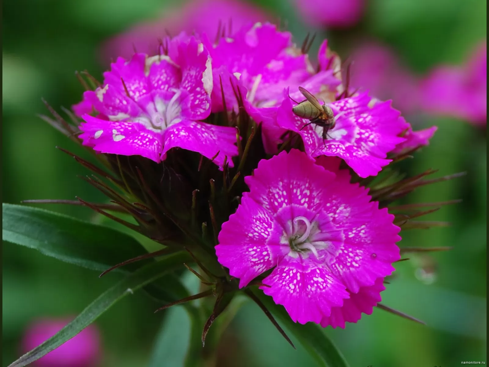 Цветы барбадос фото