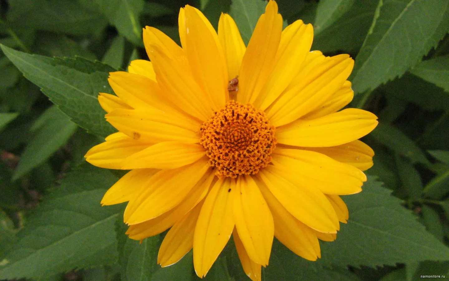 Витекс желтый цветок