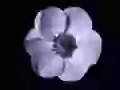 Clearness of lines, a white flower on a black background