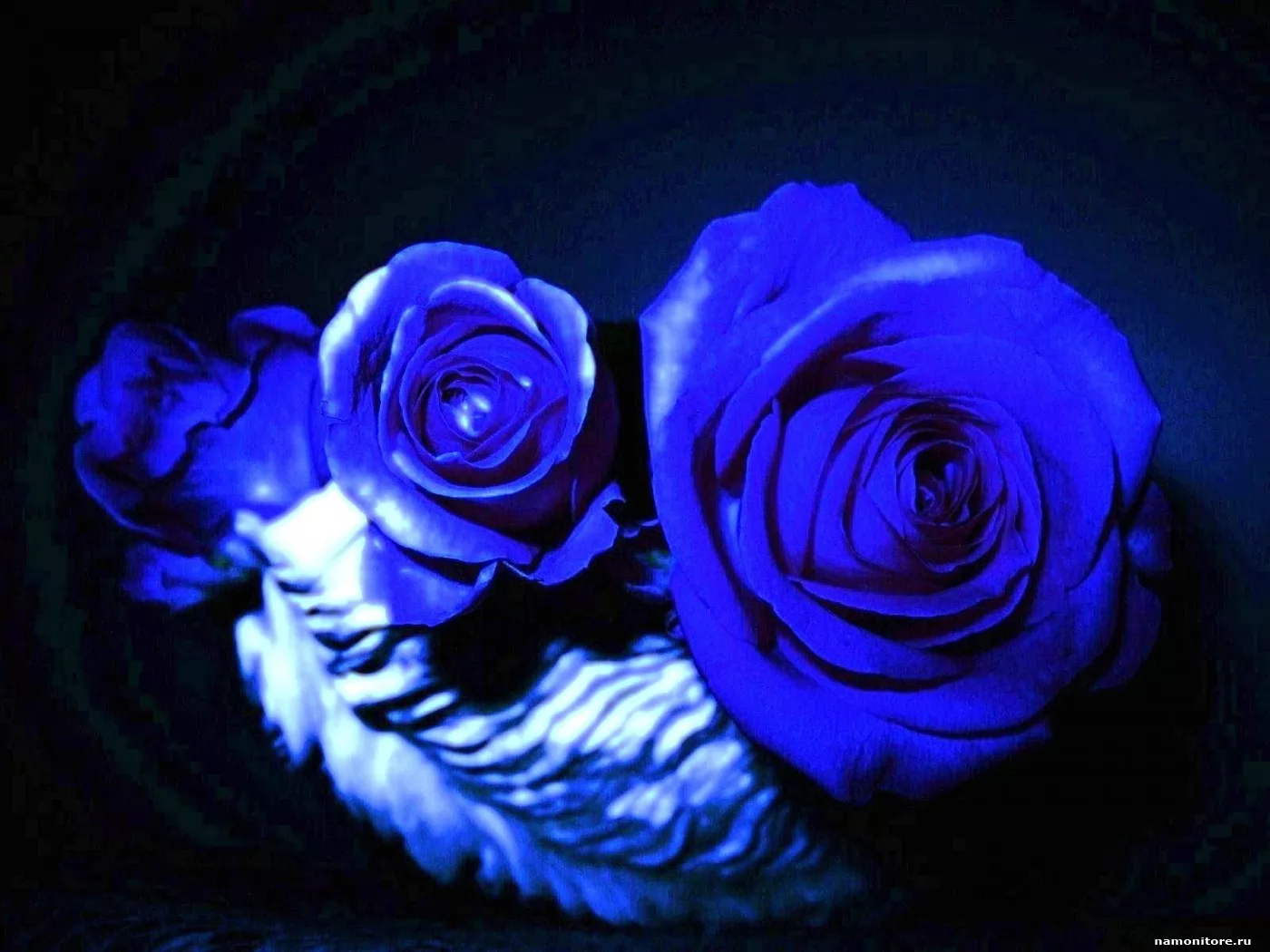 Синяя роза на столе