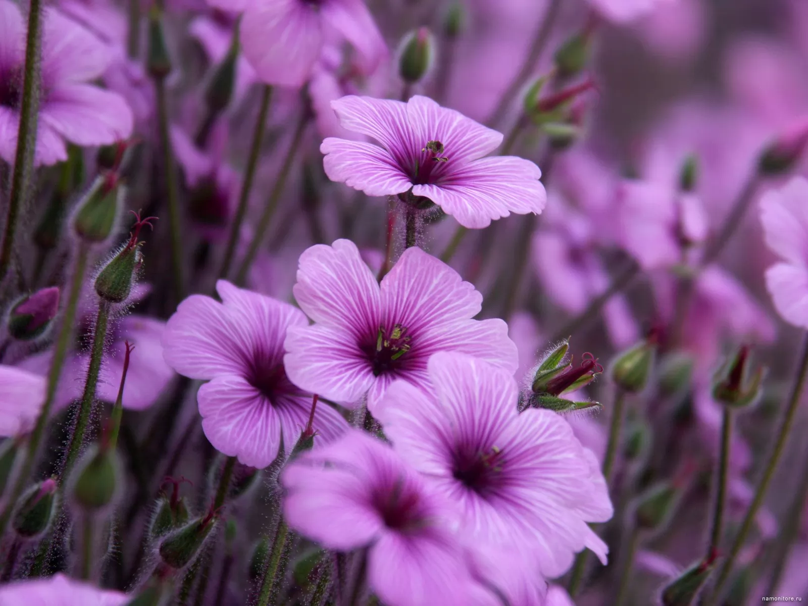 Назови самой нежной. Библис гигантский в Австралии. Сиреневые цветы. Фиолетовые цветы. Фиолетовые цветочки.
