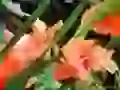 Gladioluses