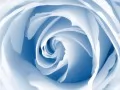 open picture: «Blue rose»