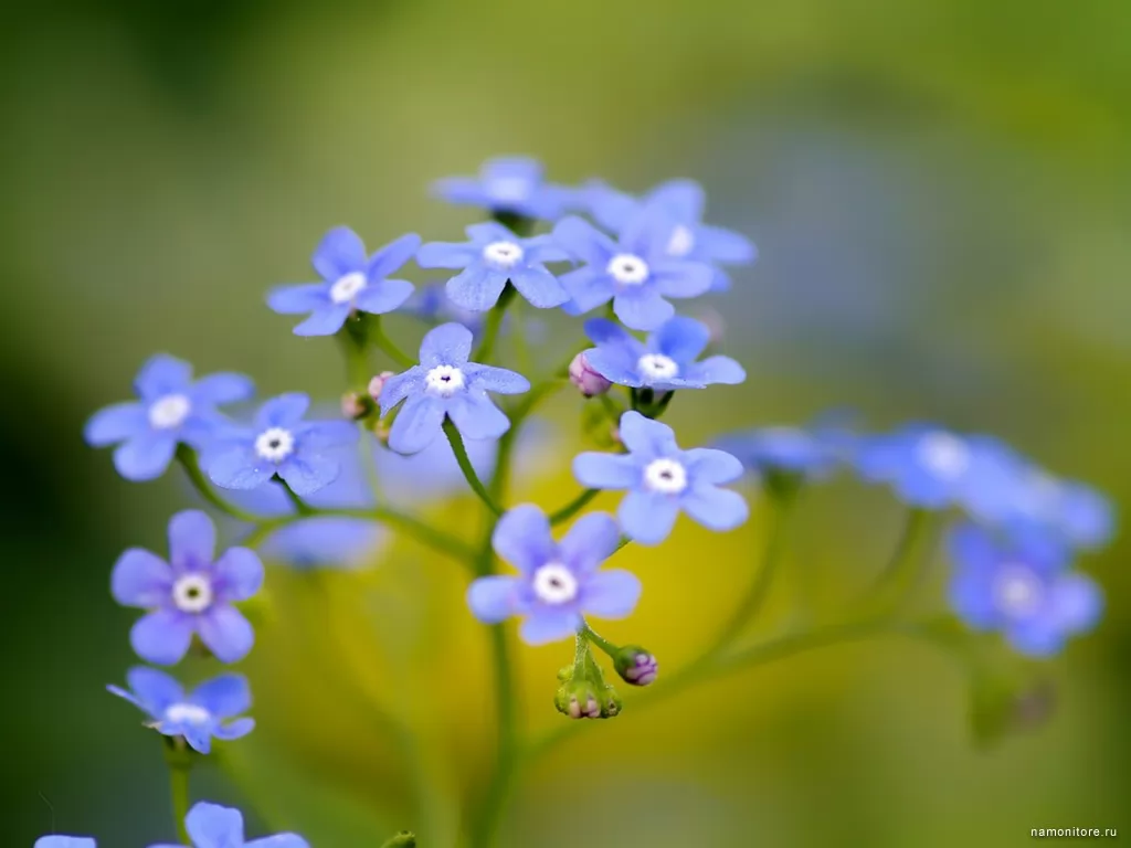 Голубые мелкие цветы, зеленое, лучшее, синее, цветы х