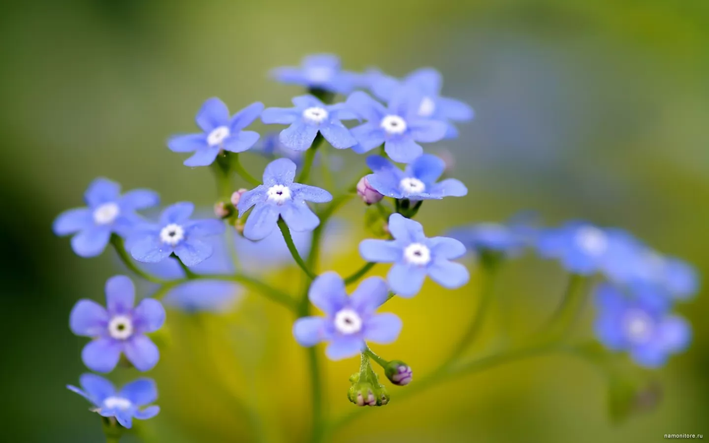 Голубые мелкие цветы, зеленое, лучшее, синее, цветы х
