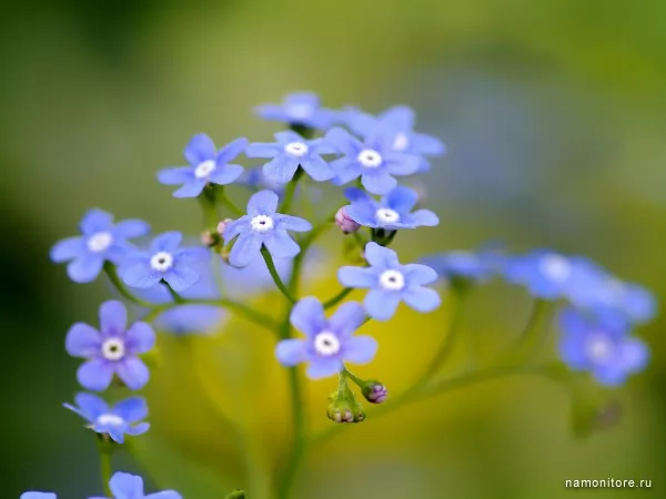 Голубые мелкие цветы, Цветы