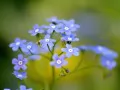выбранное изображение: «Голубые мелкие цветы»
