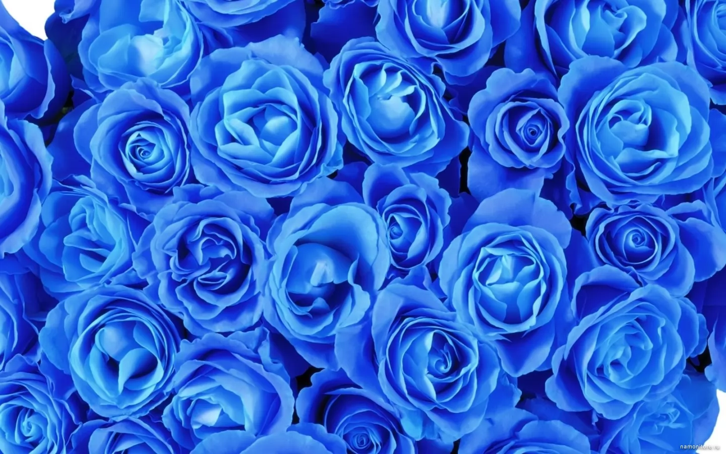 Розы синего цвета