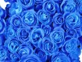 обои для рабочего стола: «Голубые розы»