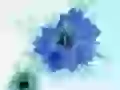 Blue floret