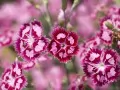 current picture: «Wild carnations»
