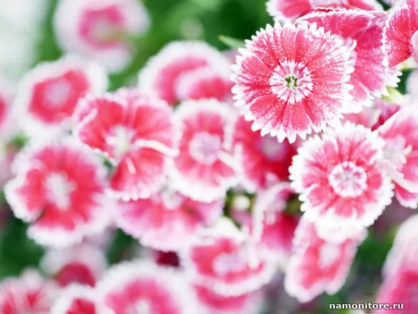 Carnations, Flowers