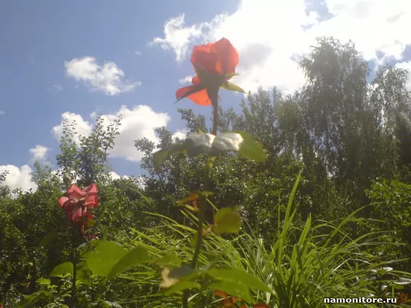 To the sun, Flowers