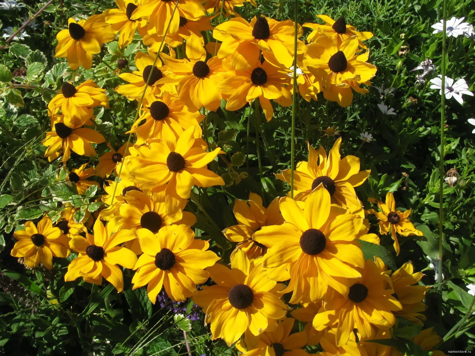 Желтые цветы похожие на подсолнух