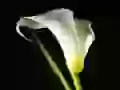 Calla on a black background