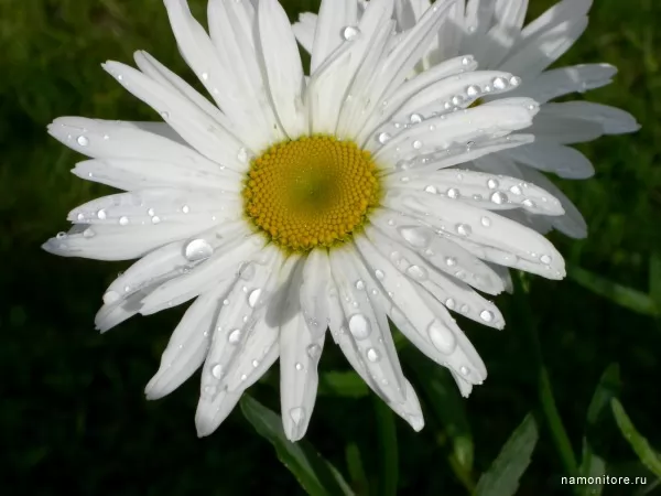 dew Drops on a camomile, Flowers