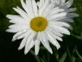 current picture: «dew Drops on a camomile»
