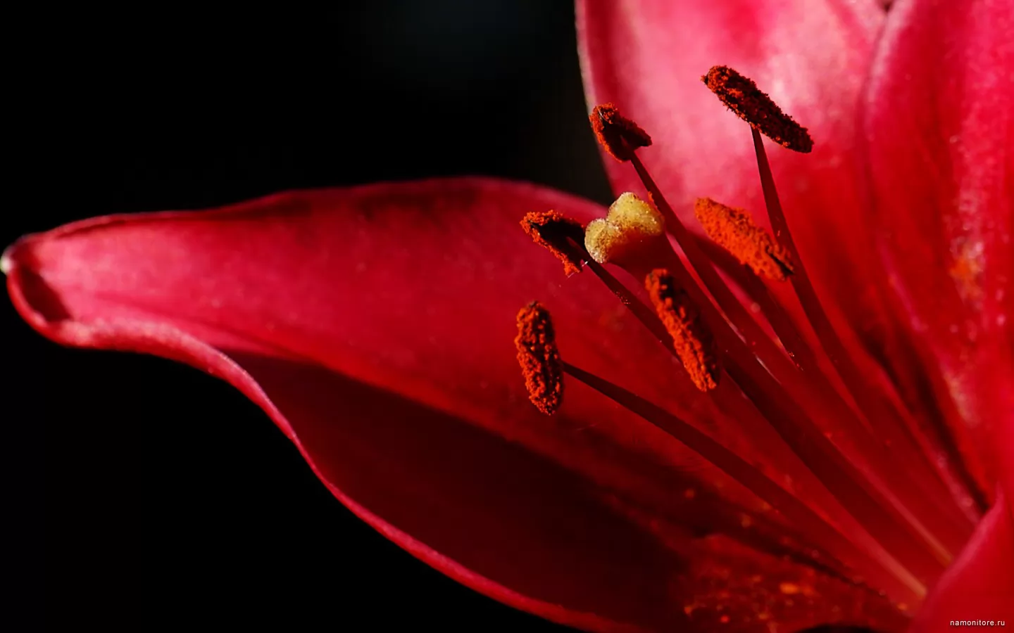 Красная Лилия на черном фоне