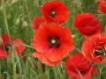 open picture: «Red poppies»
